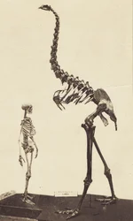 Uomo e Moa, c.1870